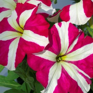 Tango Rose Star